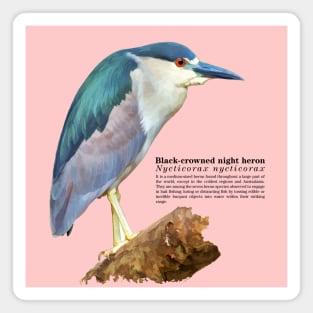 Black-crowned night heron tropical bird black text Magnet